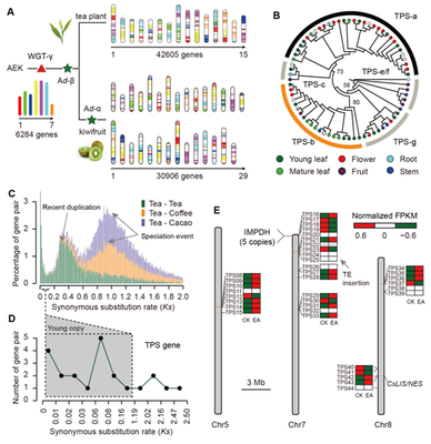 我室在茶樹基因組研究領域取得重要新突破，助力茶葉科學基礎研究與產業發展